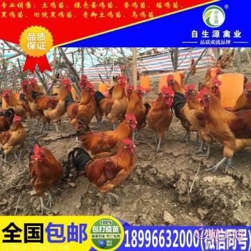 閬中優(yōu)質(zhì)家禽苗源地探秘 梁平縣自生源家禽養(yǎng)殖基地的產(chǎn)品與價值