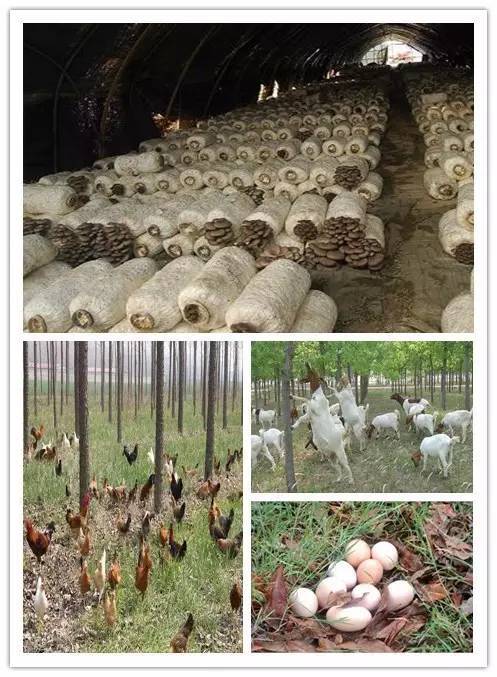 寶坻區(qū)女強人科技示范基地出爐 光禽屠宰及生產(chǎn)的創(chuàng)新征程